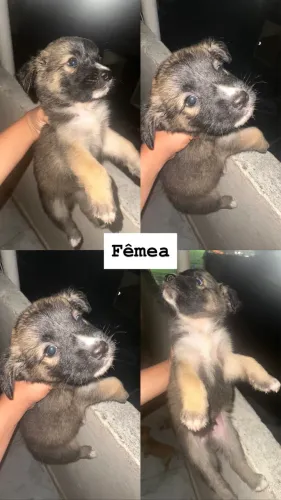 Filhotes de pastor belga