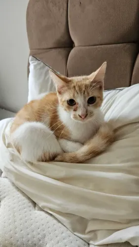 Gatinho amarelo castrado 4 meses para adoção