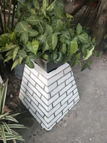 Quaqueiro