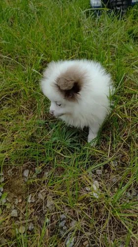 Lulu da pomeranea ursinho anão