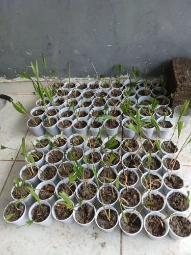 Mudas de açaí
