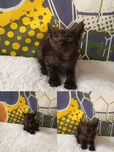Gatinhos para adoção Responsável