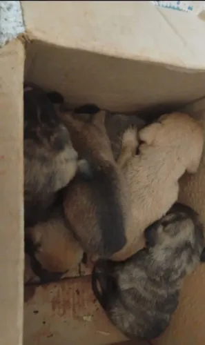 URGENTE !! Doação de cachorro
