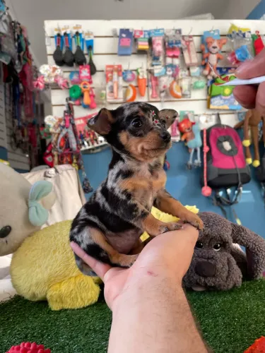 Pinscher fêmea minúscula $4.500,00