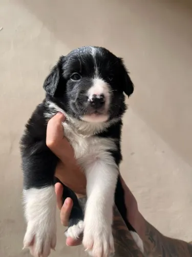 Filhotes de Border Collie | Sempre de cauda abanando.