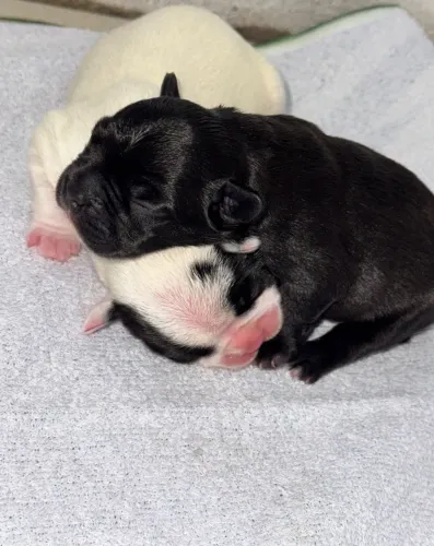Buldogue francês