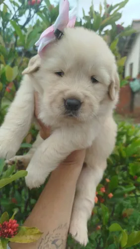 Golden Retriever