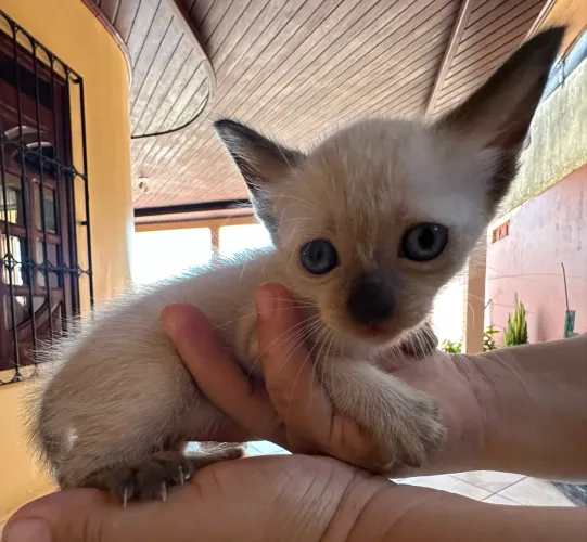 Doação de gatinhas