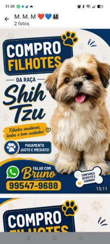 Cachorro ?