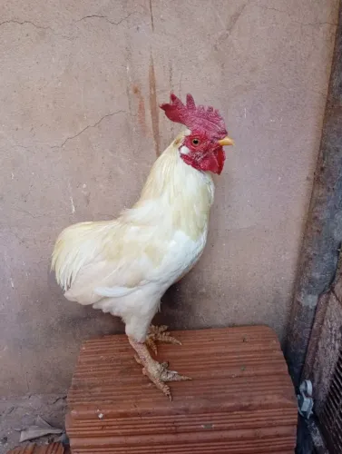 Galo