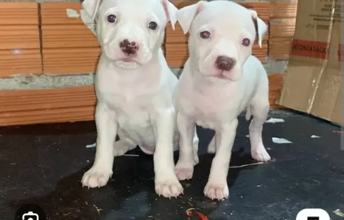 Doacao filhote pitbul