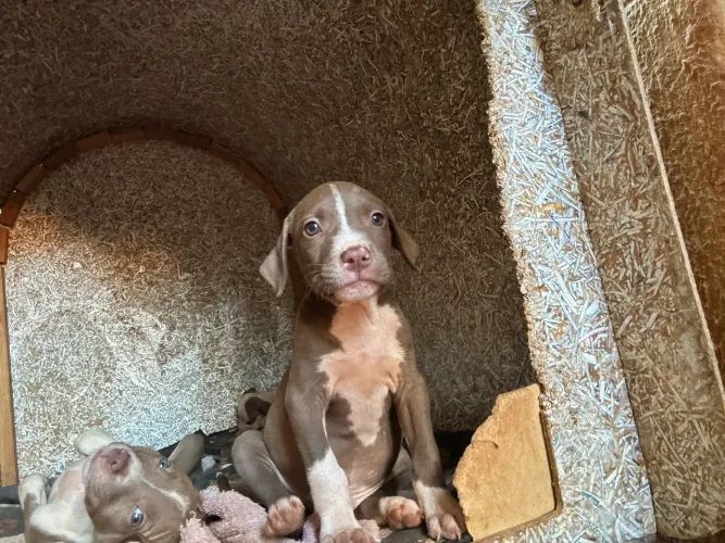 Doação Pitbull misturado