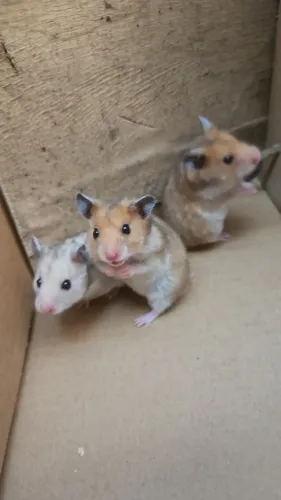 Hamster