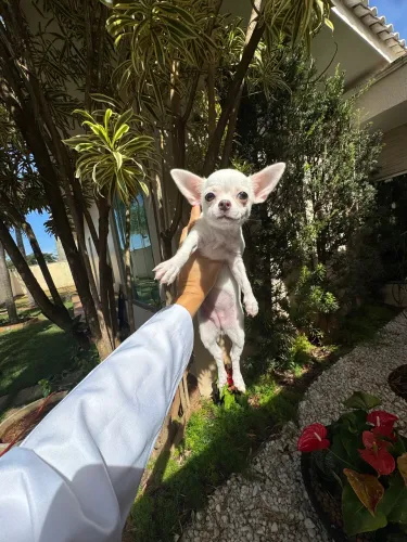 Chihuahua 