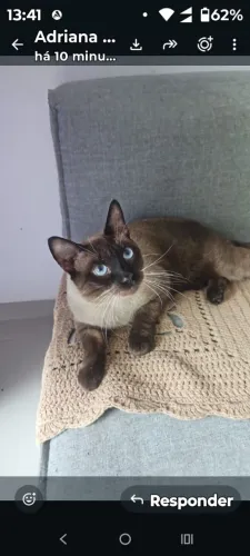 Doação de animais ?
