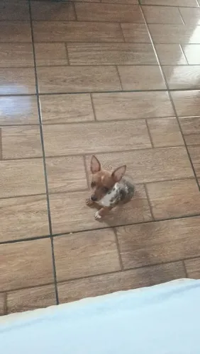 Pinscher miniatura com a primeira dose da vacina 