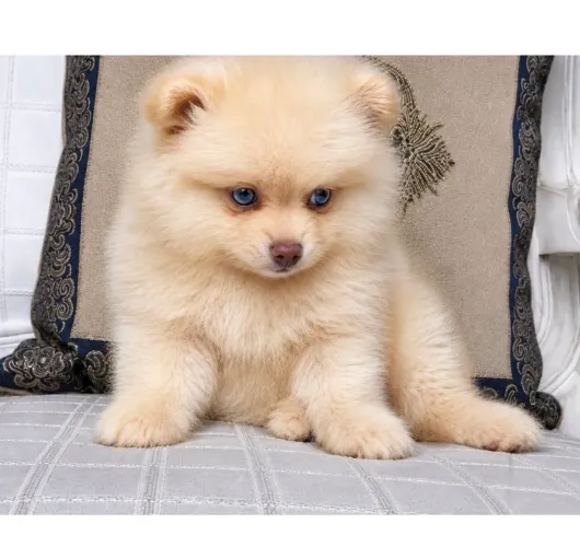 ? SPITZ ALEMÃO ANÃO MACHO PEQUENO - OLHOS AZUIS