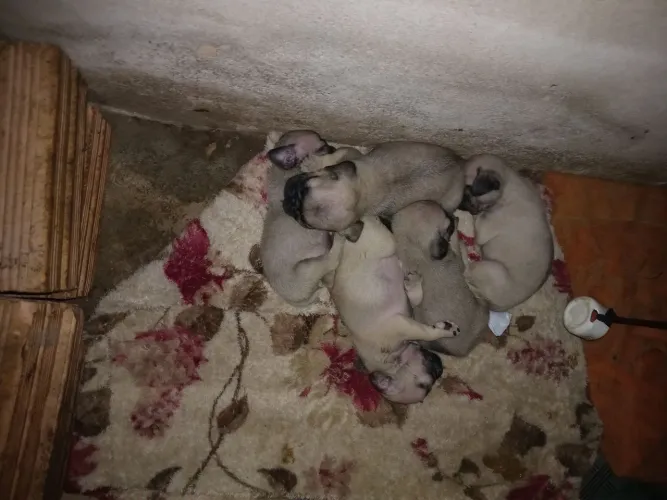 Pug
