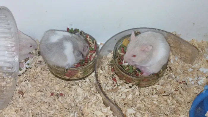Hamstes da raça sirio