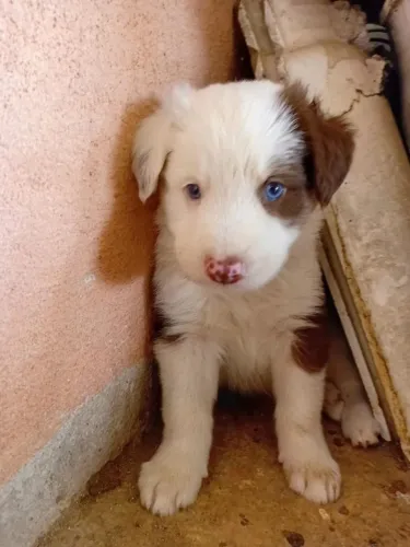Filhotes de Border Collie?