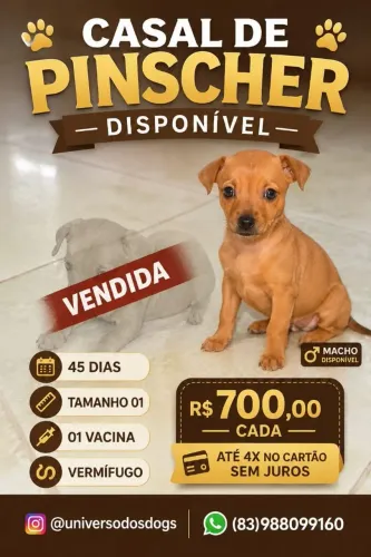 Pincher macho tamanho 01