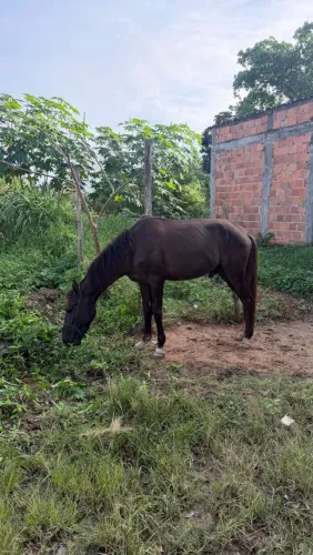 Cavalo