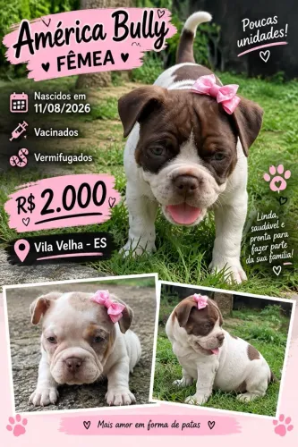 American bully