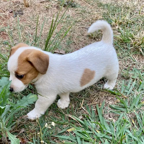 Filhote de Jack Russell 