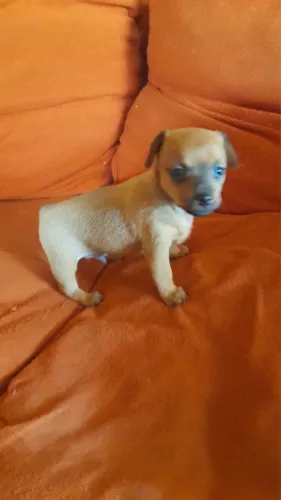 Vende-se Pinscher Nº 1 - Macho Filhote macho. R$ 499,99