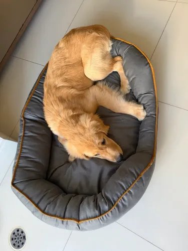 Cama pet tamanho G