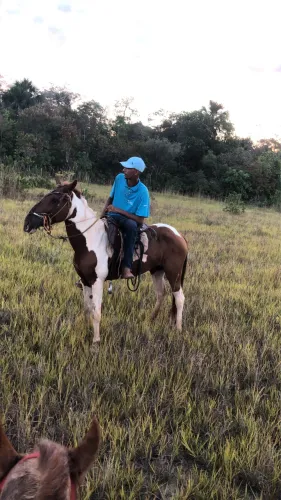 Vendo égua quarto de milha
