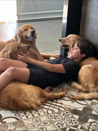 Doação De Família dê Golden Retriever