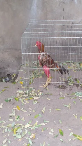 Vendo galos