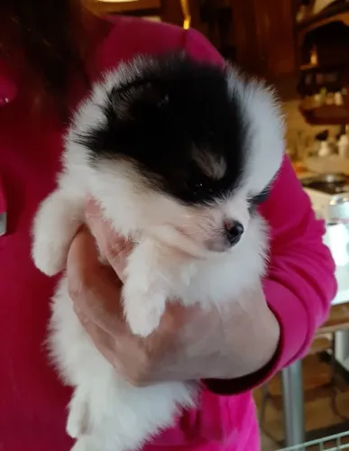 Spitz Alemão Filhote Com Fofura e Personalidade Para Encantar