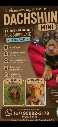 Filhote de Dachshund mini.