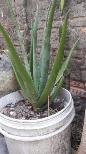 Babosa gigante