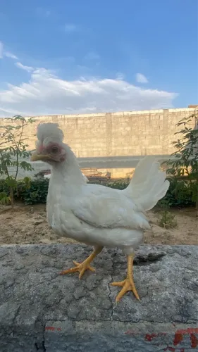 Franga garnizé com topete