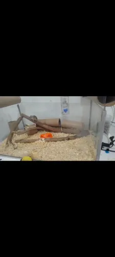 Aquário(terrário) grande