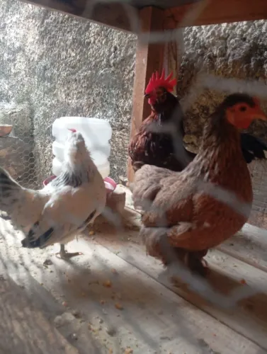 3 mini garnizé pronto botar