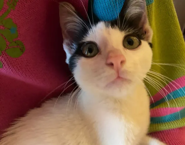 Gatinho para adoção