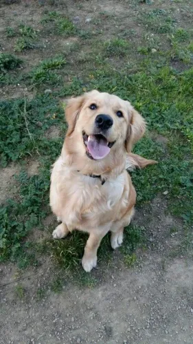 Doação de Golden