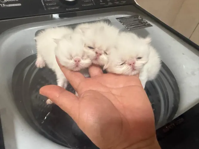 Filhote de gato persa raça pura