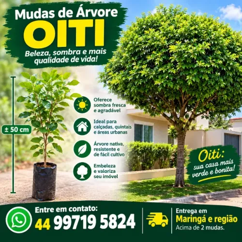 Mudas de Árvore OITI