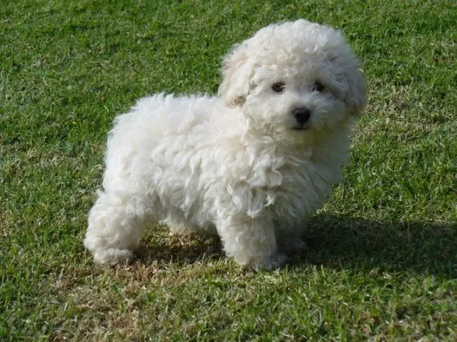 Poodle toy mini patinhas muito charme