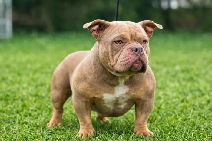 Venda de Matriz Exótic Bully micro