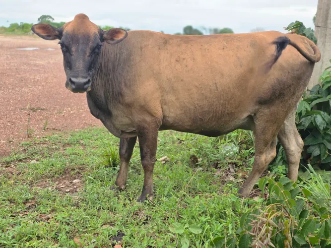 Vendo lote de vacas jersey leiteias todas doceis e