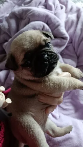 Vendo Pugs 2 fêmeas e 1 macho