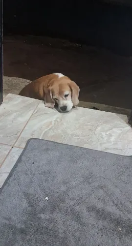 Beagle tricolor disponível para cruzamento 
