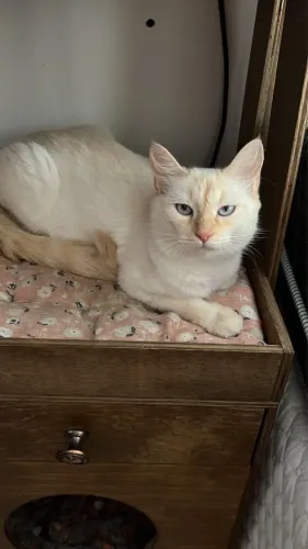Gata fêmea para doação 