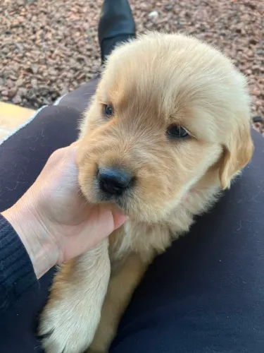 Golden retriver